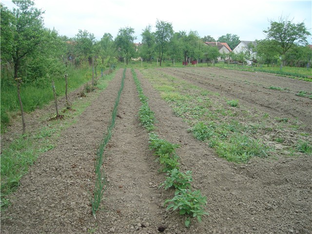 moj vrt